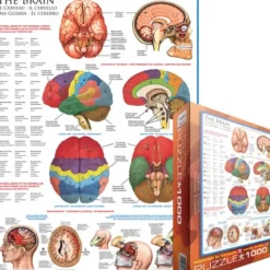 Le cerveau