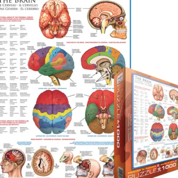 Le cerveau
