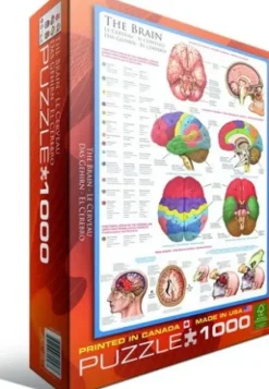 Le cerveau
