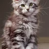 Le Chaton