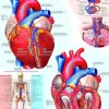 Le coeur