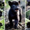 Le Dernier Jaguar