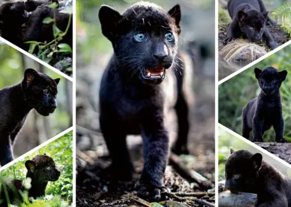Le Dernier Jaguar