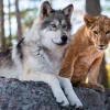 Le Loup et le Lion