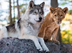 Le Loup et le Lion