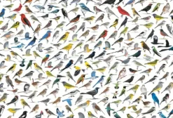 Le Monde des Oiseaux, par David Sibley