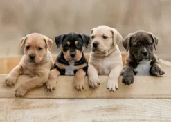 Les American Staffordshire Terriers