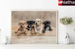 Les American Staffordshire Terriers