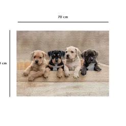 Les American Staffordshire Terriers