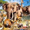Les Animaux de la Savanne