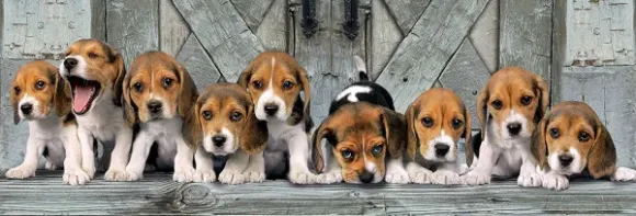 Les Beagles
