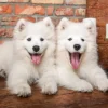 Les Chiots Samoyèdes Disent Bonjour
