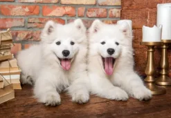 Les Chiots Samoyèdes Disent Bonjour