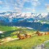 Les Élans à la Montagne