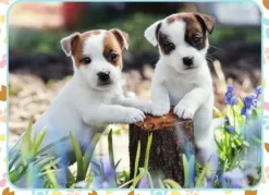 Les Petits Jack Russell