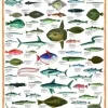 Les poissons