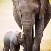 L'éléphant et l'éléphanteau