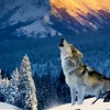 Loup de Yellowstone