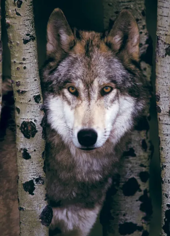 Loup Gris