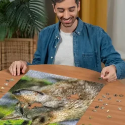 Loup Gris Européen