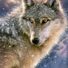 Loup Solitaire