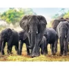 Éléphants africains