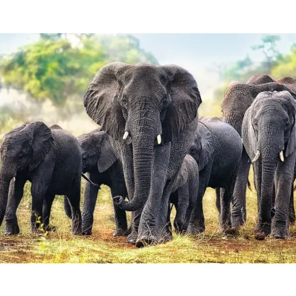 Éléphants africains