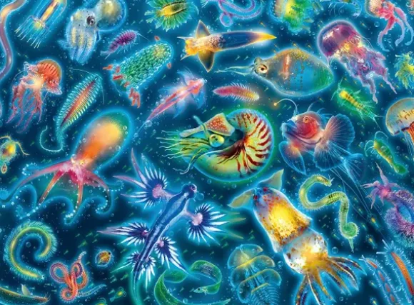Méduses colorées