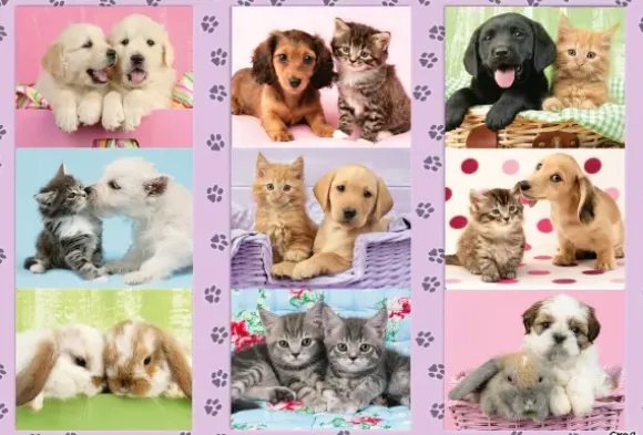 Mes Amis les Animaux