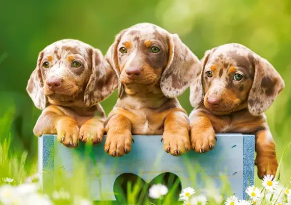 Mignons Chiots