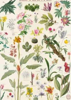 Muséum National d'Histoire Naturelle - Les Plantes