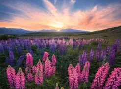 Nature Edition - Lupins