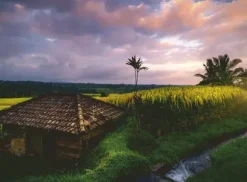 Nature Edition - Rizières au Nord de Bali
