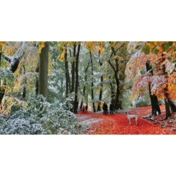 Neige En Automne