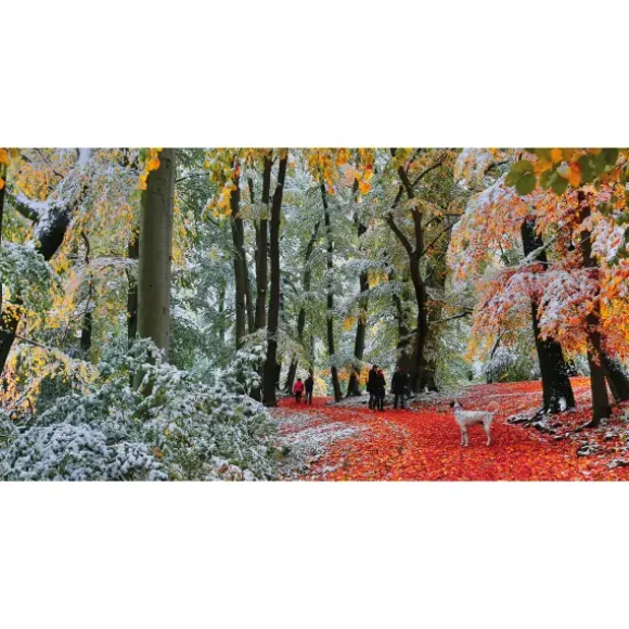 Neige En Automne