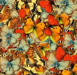 Nuée de Papillons