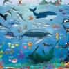 Ocean Animals