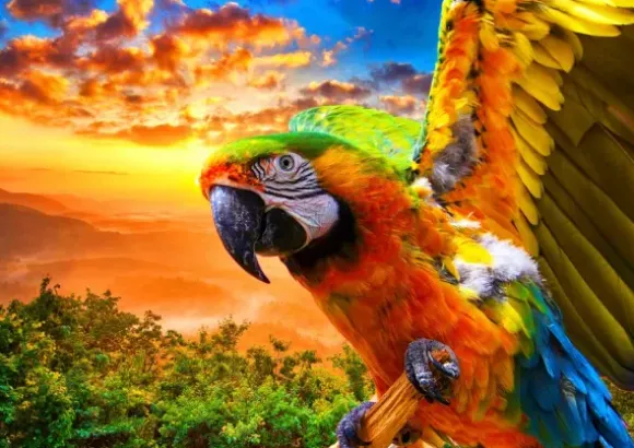 Parrot