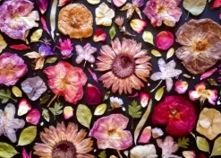 Pensez Rose