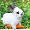 Petit Lapin et sa Carotte