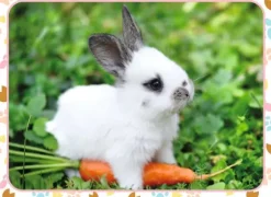 Petit Lapin et sa Carotte