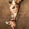 Pièces XXL - Giraffe Mother's Kiss