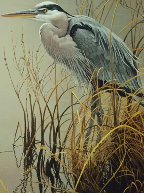 Pièces XXL - Great Blue Heron