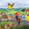 Pièces XXL - Oiseaux de l'Est