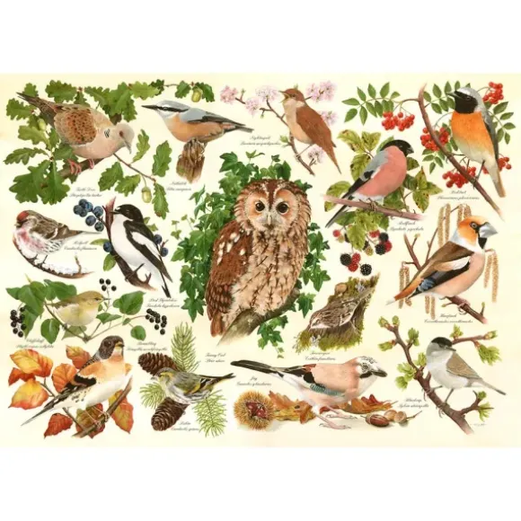 Pièces XXL - Oiseaux Des Bois