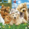 Pièces XXL - Pups n Kittens