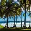 Plage et Palmiers, La Réunion, France