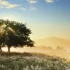 Play of Light