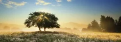 Play of Light