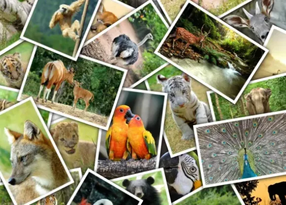 Promenade au Zoo